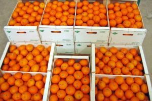 Запрет на турецкие апельсины снят